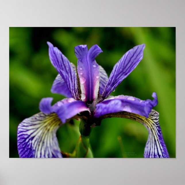Blaue Flagge Iris Raindrops Floral Poster (Vorne)