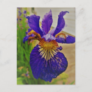 Blaue Flagge Schwertlilie Fleur de Lys Französisch Postkarte