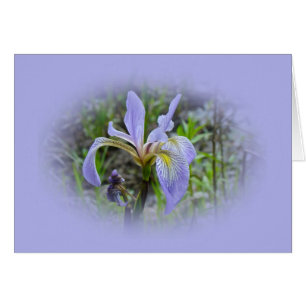 Blaue Flagge - Wild Iris