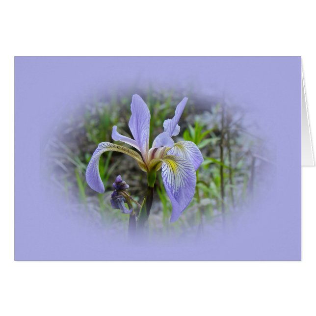 Blaue Flagge - Wild Iris (Vorderseite (Horizontal))