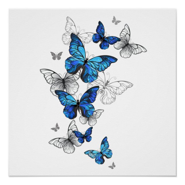 Blaue fliegende Schmetterlinge Morpho Poster (Vorderseite)
