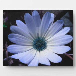 Blaue Gänseblümchen-Blume-Plakette Fotoplatte