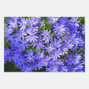 Blaue gänseblümchenartige Blumen Naturfotografie Geschenkpapier Set