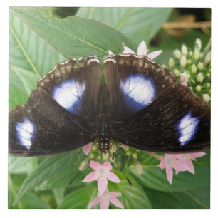 Blaue Gepunktete Schmetterlingskette Fliese