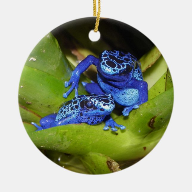 Blaue Gift-Pfeil-Frösche in Blatt 1 Keramikornament (Vorne)