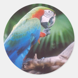 BLAUE GREEN PARROT RUNDER AUFKLEBER