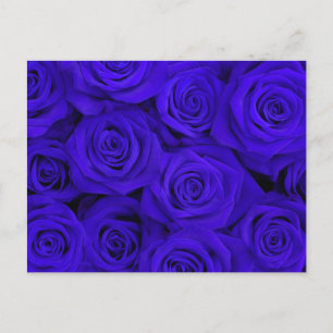 Blaue großartige Rosen Postkarte