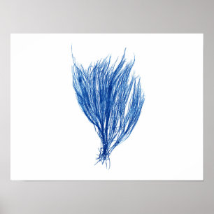 Blaue Größe 42x32cm der Meerespflanze #2 Poster