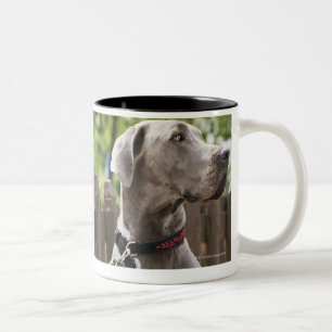 Blaue großer Däne- und Mopshunde auf Leinen Zweifarbige Tasse