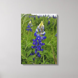 Blaue Hauben von Texas Leinwanddruck