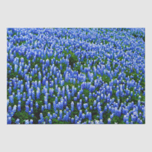 Blaue Haubenblumen Blumen Texas Texan Elegant Tiss Seidenpapier