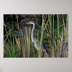 Blaue Herone im Gras der Everglades Poster