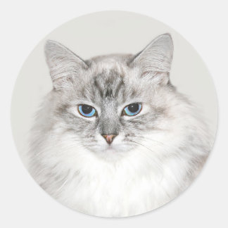 Blaue Himalayakkatze Runder Aufkleber