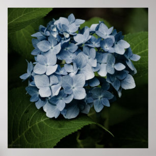 Blaue Hortensie 8515 Druck Poster
