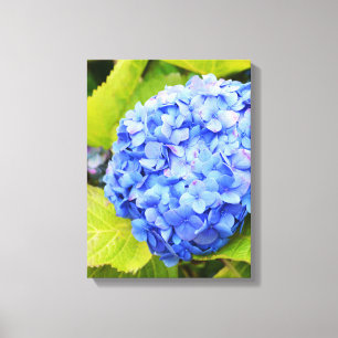 Blaue Hortensie Leinwanddruck
