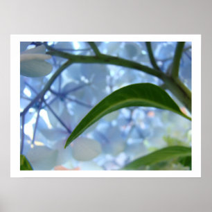 Blaue Hortensien-Blumen Fine Art Drucke Blumen