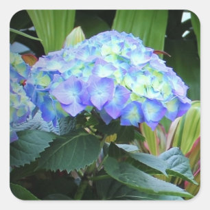 Blaue Hortensien Blumen Florale Naturfotografie Quadratischer Aufkleber