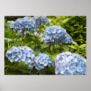 Blaue Hortensien in verschiedenen Schattierungen Poster