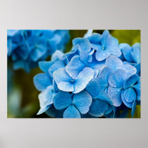 Blaue Hortensien Poster