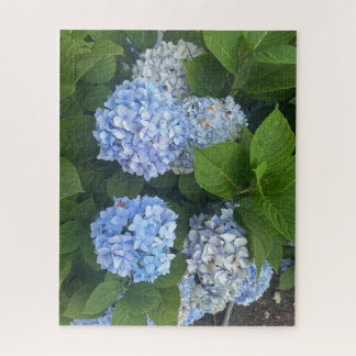 Blaue Hortensien, San Lorenzo