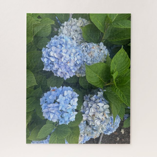 Blaue Hortensien, San Lorenzo (Vertikal)