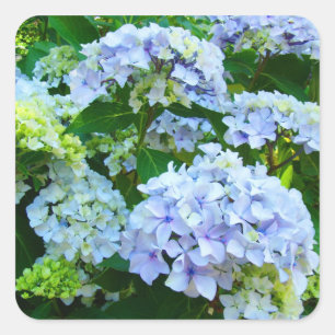 Blaue Hortensien Sommerblumen Aufkleber