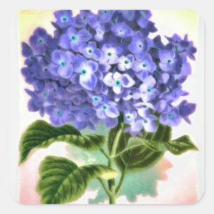 Blaue Hortensienaufkleber Quadratischer Aufkleber