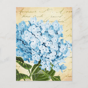 Blaue Hortensienblüte Vintage Botanik Postkarte