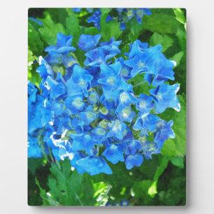 Blaue Hortensienblüten. Florale Fotografie. Fotoplatte