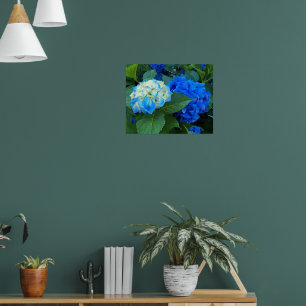Blaue Hortensienblüten Florale Fotografie Poster