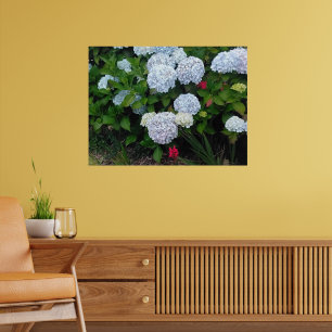Blaue Hortensienblüten im Sommergarten Poster