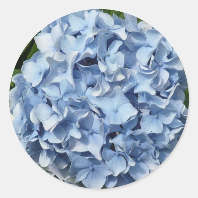 Blaue Hydrangea-Blume Runder Aufkleber (Vorderseite)