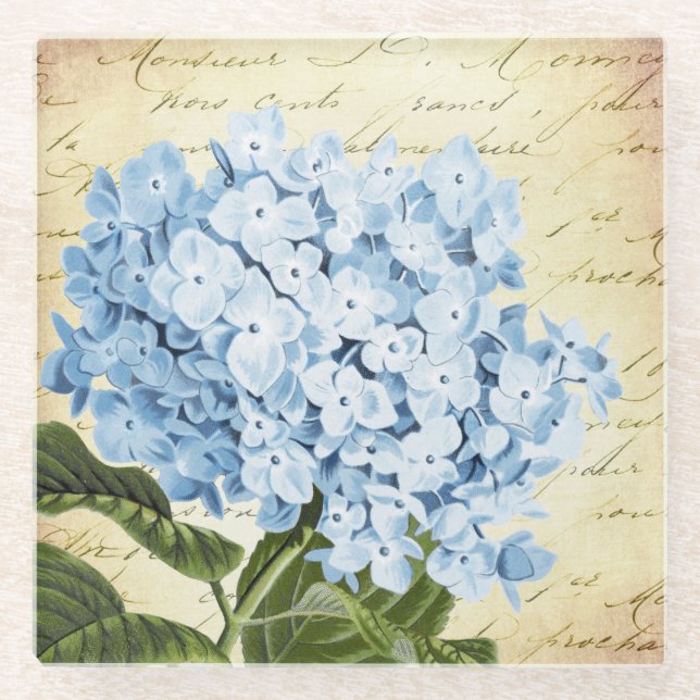 Blaue Hydrangea-Blumen-Vintages botanisches Glasuntersetzer (Vorderseite)