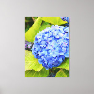 Blaue Hydrangea Leinwanddruck