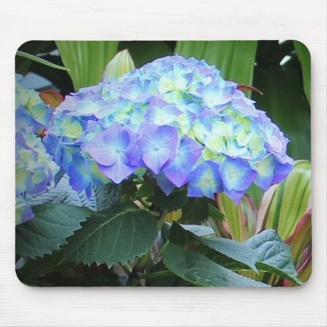 Blaue Hydrangeas-Blume Blumenfotografie Mousepad (Vorne)