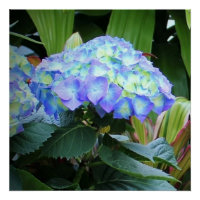 Blaue Hydrangeas-Blume Blumenfotografie