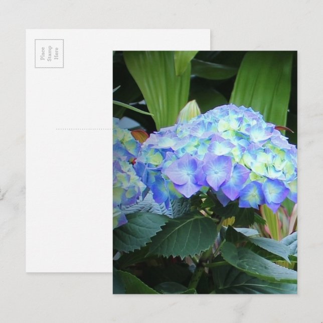 Blaue Hydrangeas-Blume Blumenfotografie Postkarte (Vorne/Hinten)