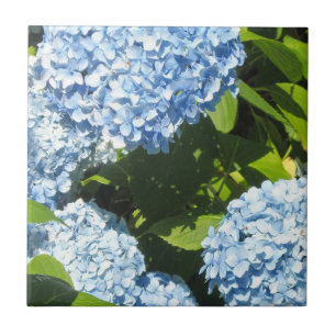 Blaue Hydrangeas in der Sonne Fliese