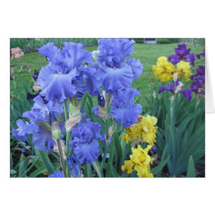 Blaue Iris