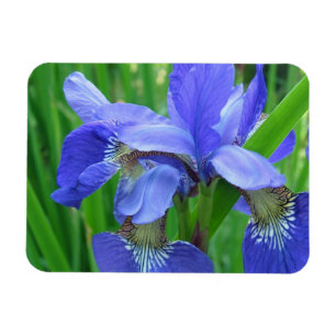 Blaue Iris-Blume Magnet