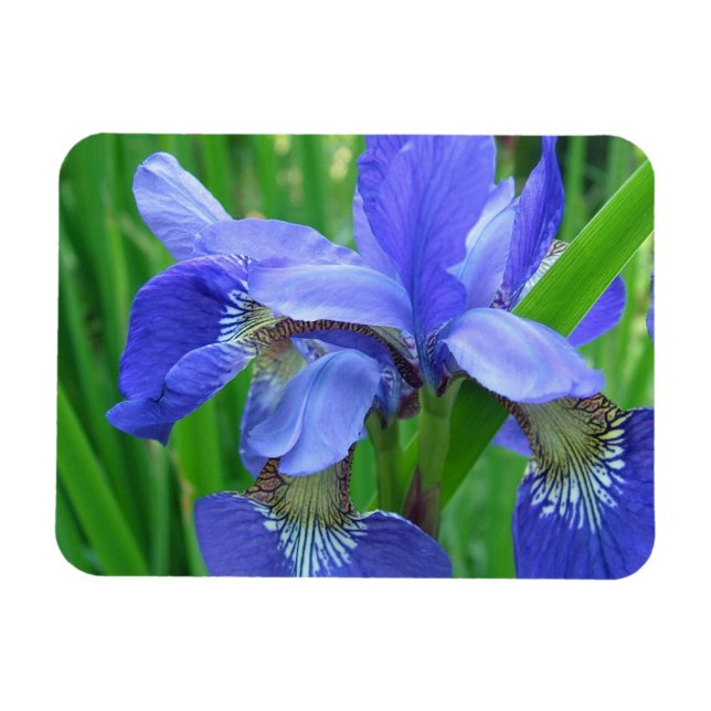Blaue Iris-Blume Magnet (Horizontal)