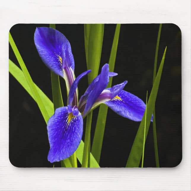 Blaue Iris Mousepad (Vorne)