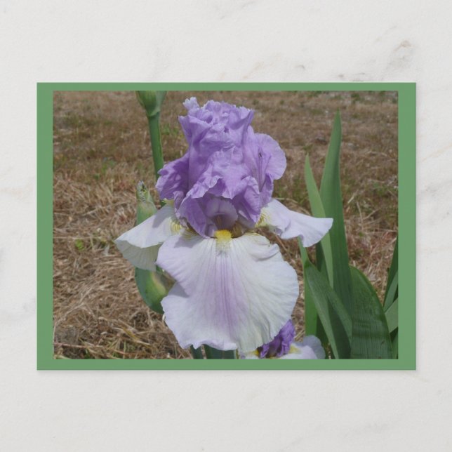 Blaue Iris-Postkarte. Postkarte (Vorderseite)