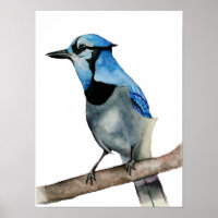 Blaue Jay auf Aquarellmalerei in Zweigstellen