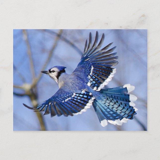 Blaue Jay auf der Flug-Postkarte Postkarte (Vorderseite)