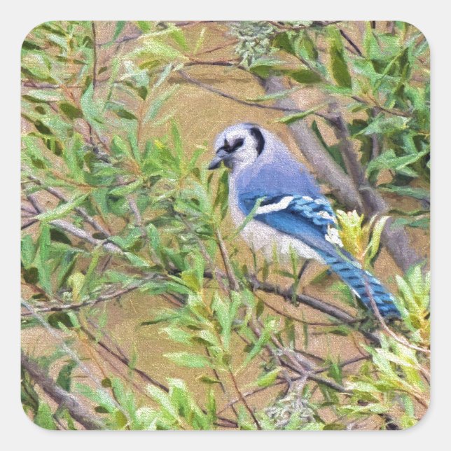 Blaue Jay auf Myrtle aus Südwax Quadratischer Aufkleber (Vorderseite)