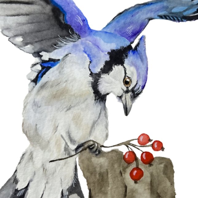 Blaue Jay Aufkleber (Von Creator hochgeladen)