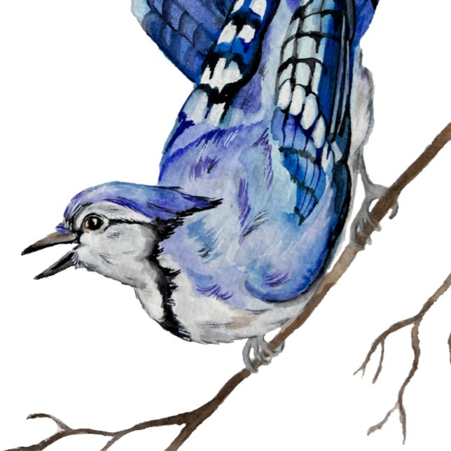 Blaue Jay Aufkleber (Von Creator hochgeladen)