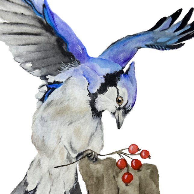 Blaue Jay Case-Mate iPhone Hülle (Von Creator hochgeladen)