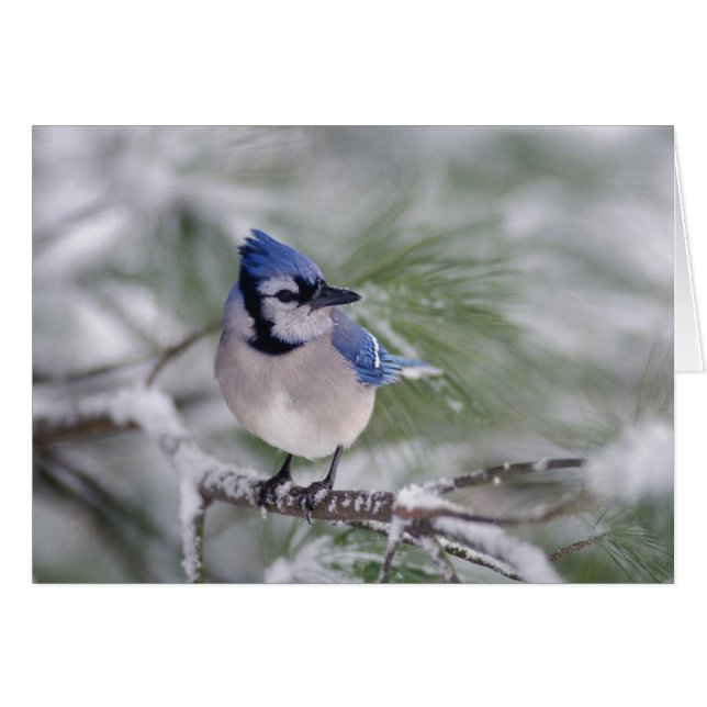 Blaue Jay, Cyanocitta cristata (Vorderseite (Horizontal))